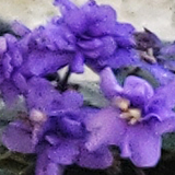 紫色の花の写真